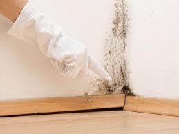 Mold Remediation for Vacation Homes in Tice, FL